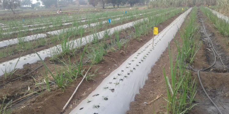 ठिबक सिंचनाने वाढविला ऊसाचा गोडवा