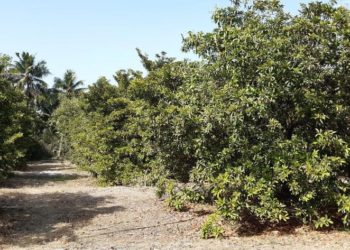 बांगडी ठिबक सिंचन पद्धतीवरील चिकूची बाग