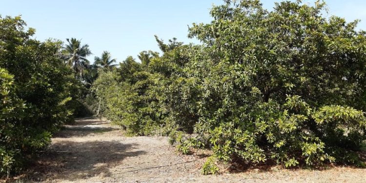 बांगडी ठिबक सिंचन पद्धतीवरील चिकूची बाग