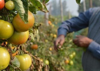 वॉलमार्ट फाऊंडेशनतर्फे देशातील अल्पभूधारक शेतकऱ्यांना साह्यायक  दोन नव्या अनुदानांची घोषणा