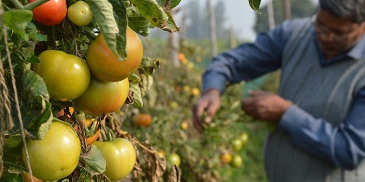 वॉलमार्ट फाऊंडेशनतर्फे देशातील अल्पभूधारक शेतकऱ्यांना साह्यायक  दोन नव्या अनुदानांची घोषणा