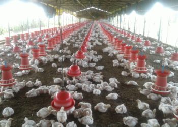 बॅंकेतील नोकरीऐवजी पोल्ट्रीतून साधला उत्कर्ष