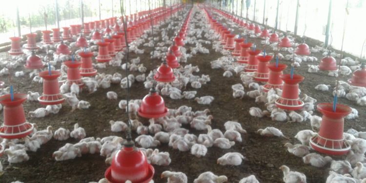 बॅंकेतील नोकरीऐवजी पोल्ट्रीतून साधला उत्कर्ष