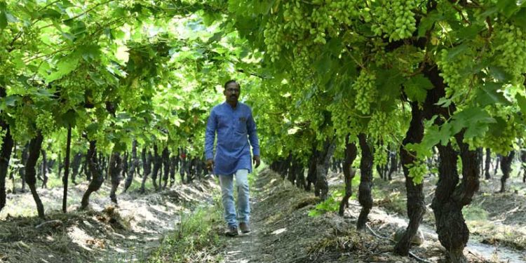 नंदापूरचा कृषी नंदादीप- दत्तात्रय चव्हाण