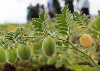 हरभरा लागवड तंत्रज्ञान