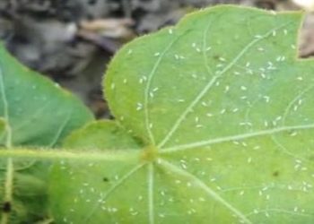 कापुस पिकाचे किडीपासून संरक्षण