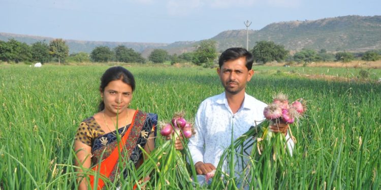 ठिंबकच्या वापरातून वाढवले कांद्याचे उत्पादन