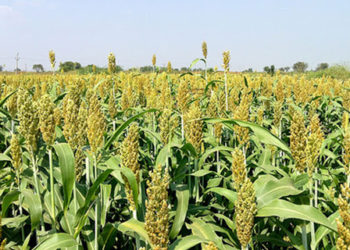 रब्बी ज्वारी लागवड तंत्रज्ञान