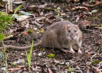 सामान्यास न उमगलेल्या असामान्य जंगलगोष्टी