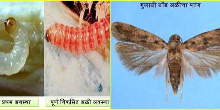 राज्यातील अनेक भागात बोंडअळीचा प्रादुर्भाव ; असे कराल व्यवस्थापन