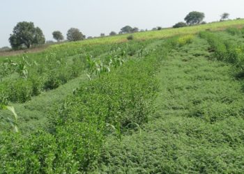 कोरडवाहू रब्बी पिकांचे व्यवस्थापन