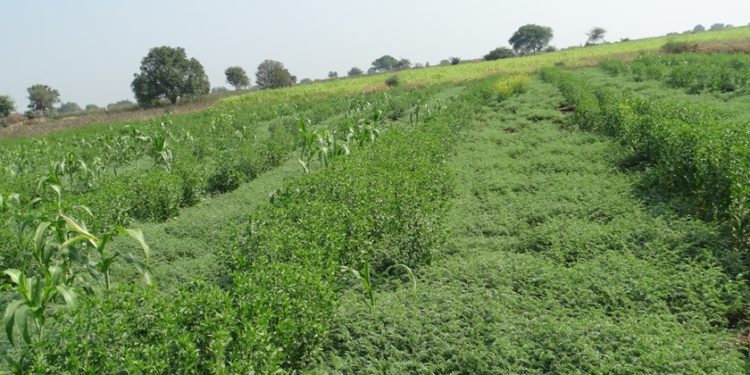 कोरडवाहू रब्बी पिकांचे व्यवस्थापन