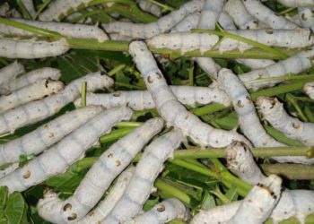 रेशीम शेतीतून एकरी साडेतीन लाख रु निव्वळ नफा.