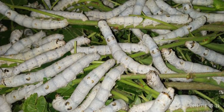 रेशीम शेतीतून एकरी साडेतीन लाख रु निव्वळ नफा.