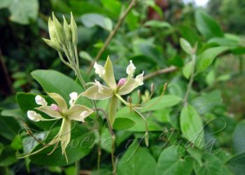 काळी टाकळी आणि आमची म्हैस!