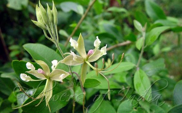 काळी टाकळी आणि आमची म्हैस!