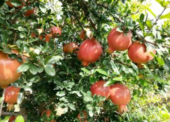 मिश्र पिक पद्धतीने शेतीत घडली क्रांती