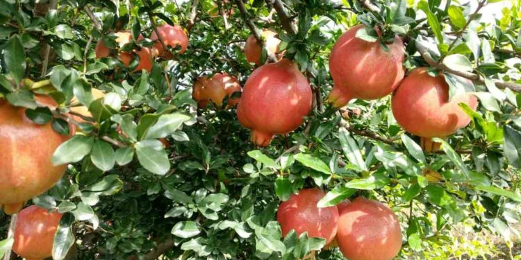 मिश्र पिक पद्धतीने शेतीत घडली क्रांती