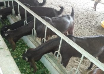 हिवाळ्यात शेळ्या-मेंढ्यात होणारे आजार व घ्यावयाची काळजी