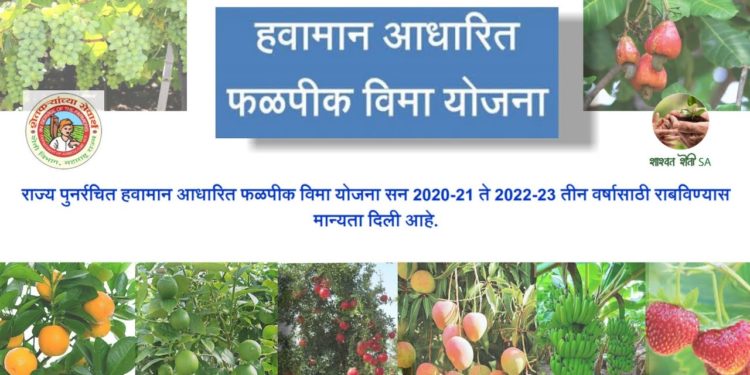 हवामान आधारित फळपीक विमा योजनेला सुरुवात