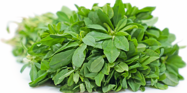 फायदेशीर मेथी लागवड