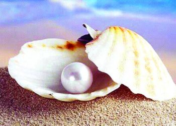 गोड्या पाण्यातील मोत्यांची शेती