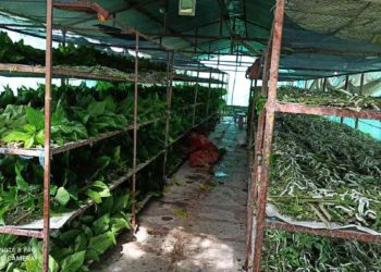 दोन एकर शेतीतून वर्षाकाठी १४ क्विंटल रेशीम उत्पादन