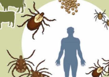 नैरो विषाणू महाराष्ट्राच्या सीमेवर