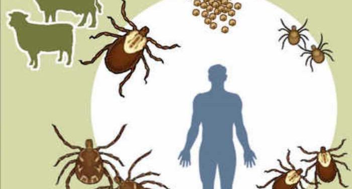 नैरो विषाणू महाराष्ट्राच्या सीमेवर