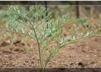 काय म्हणता हिंग भारतात पिकत नाही ? मग तो येतो तरी कुठून ?