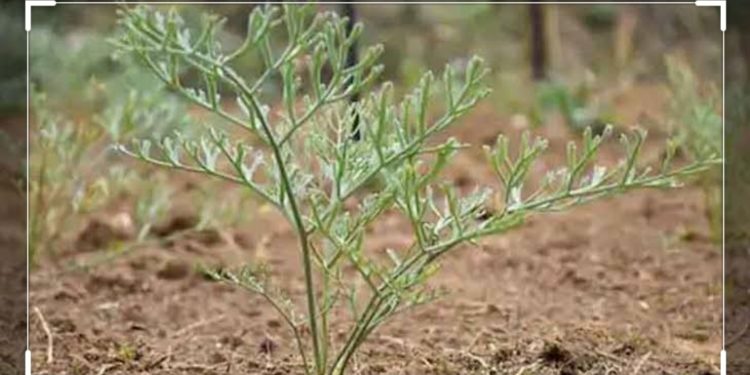 काय म्हणता हिंग भारतात पिकत नाही ? मग तो येतो तरी कुठून ?