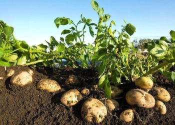 किफायतशीर बटाटा शेती