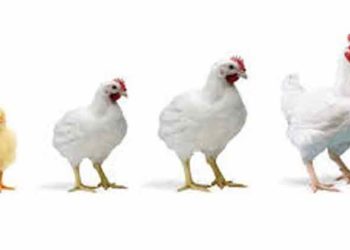 कठिण प्रसंगी हिमंत सोडत नाहीत असेच कुक्कुटपालक यशस्वी होतात- डॉ भारसाकळे