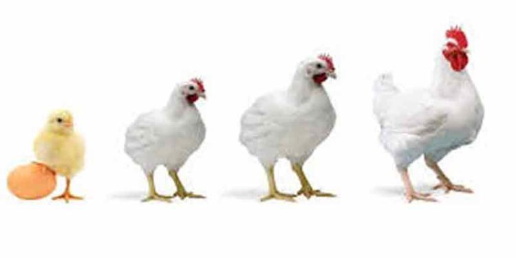 कठिण प्रसंगी हिमंत सोडत नाहीत असेच कुक्कुटपालक यशस्वी होतात- डॉ भारसाकळे