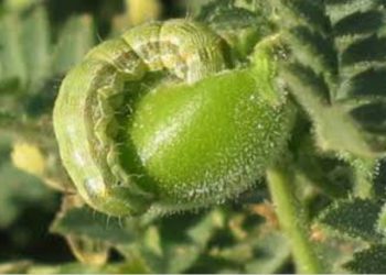 असे करा हरभऱ्यावरील घाटे अळीचे नियंत्रण