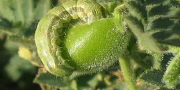 असे करा हरभऱ्यावरील घाटे अळीचे नियंत्रण