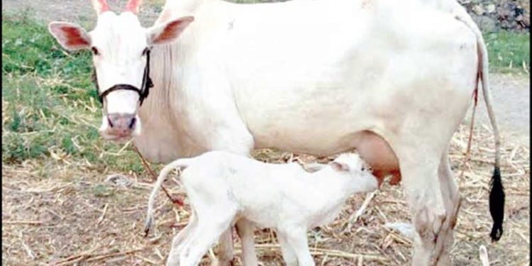 गिर गायीमुळे लागली खिलार गो-वंशाला अखेरची घरघर …!