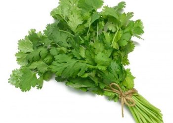 कमी कालावधीत जास्त उत्पन्न देणारी- कोथिंबीर