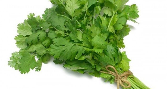 कमी कालावधीत जास्त उत्पन्न देणारी- कोथिंबीर