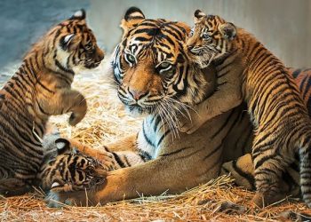 व्याघ्र संवर्धनाची चळवळ