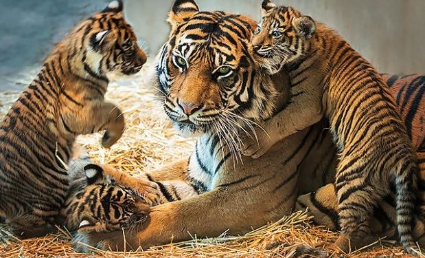 व्याघ्र संवर्धनाची चळवळ