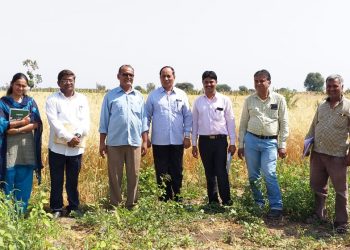 चार एकरात ५४ क्विंटल हरभरा पिकविणारे शेतकरी: ज्ञानेश्वर पाटील यांची यशोगाथा