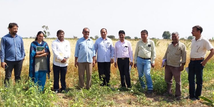 चार एकरात ५४ क्विंटल हरभरा पिकविणारे शेतकरी: ज्ञानेश्वर पाटील यांची यशोगाथा