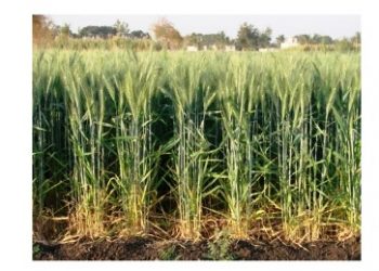 असे करा गव्हावरील किडी व रोग नियंत्रण…!