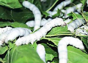 तुतीला कृषी पीक म्हणून मान्यता; रेशीम उत्पादकांना मिळणार या योजनांचा लाभ ..!