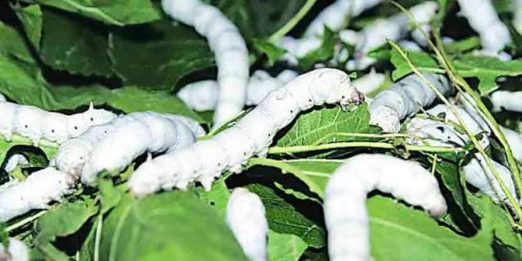 तुतीला कृषी पीक म्हणून मान्यता; रेशीम उत्पादकांना मिळणार या योजनांचा लाभ ..!