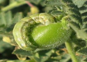 हरभऱ्यातील घाटेअळीचे एकात्मिक व्यवस्थापन