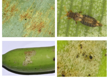 केळी मधील फुलकिडींचे एकात्मिक व्यवस्थापन