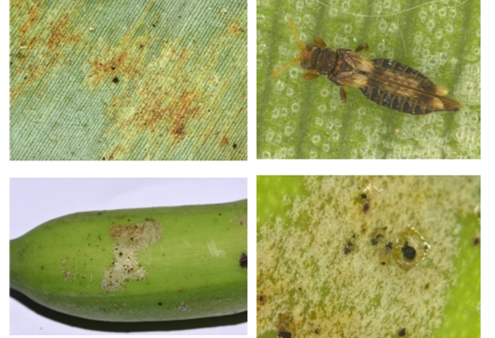 केळी मधील फुलकिडींचे एकात्मिक व्यवस्थापन