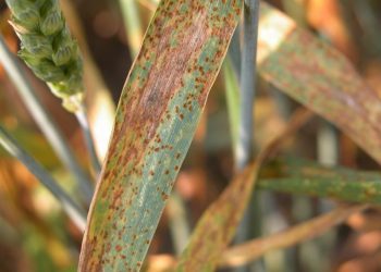 असे करा गव्हावरील किडीचे व्यवस्थापन..!